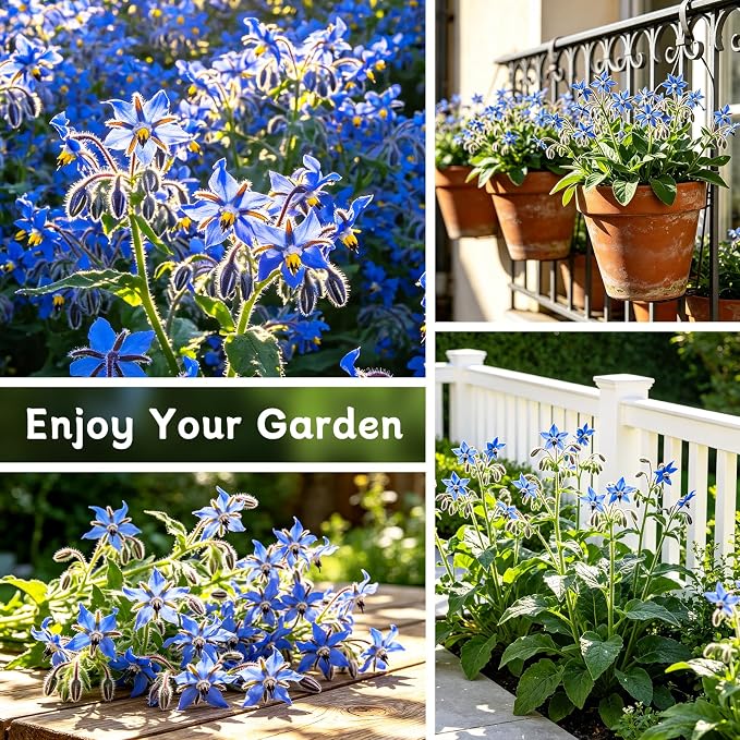 LUOJIBIE Borage Seeds, 4,000+ Blue Borage Seeds for Planting Outdoor & Indoor, Flower Seeds Bulk for Garden, Non-GMO & Heirloom, Easy to Grow