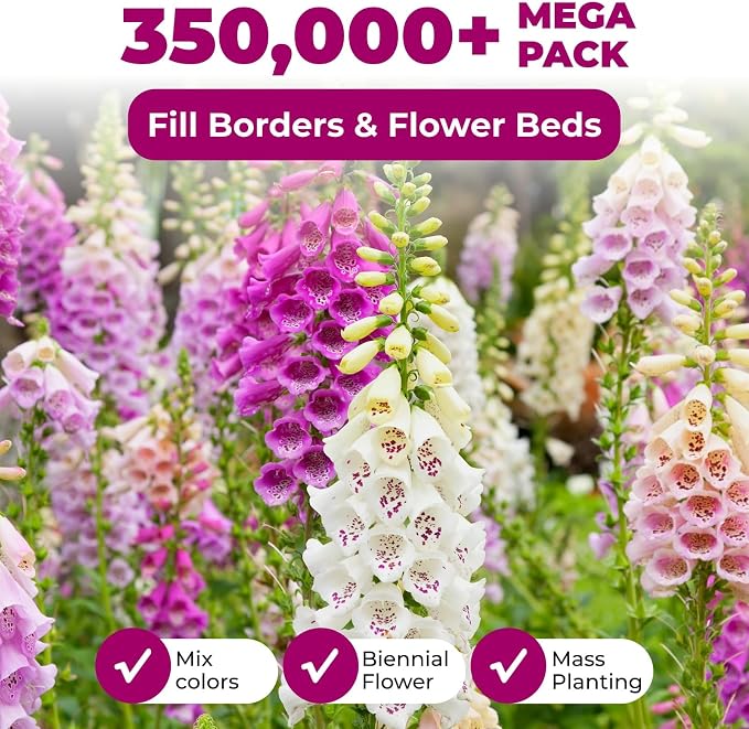 350,000+ Common Foxglove Seeds for Planting - Digitalis Purpurea Seeds, Tall Ornamental Flower Seeds for Outdoor Cottage and Pollinator Gardens
