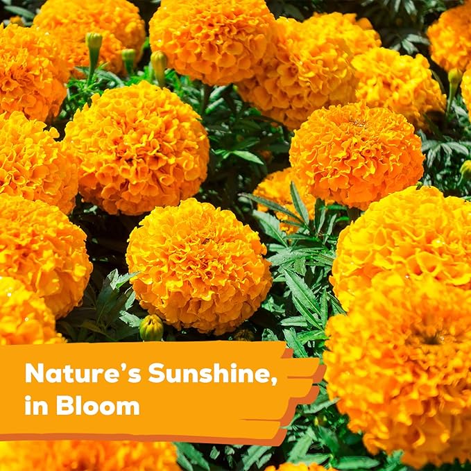 Petite Heirloom French Marigold Seeds for Planting, 400+ Flower Seeds Perennial Seed Packet,Home and Garden Easy to Grow, Indoor & Outdoor Gardening, Companion Plant & Quick Blooming