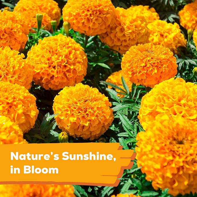 French Marigold Seeds for Planting, 1OZ 10000+ Heirloom Flower Seeds Perennial Seed Packet,Home and Garden Easy to Grow, Indoor & Outdoor Gardening, Plant & Quick Blooming