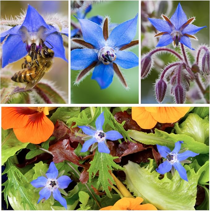 Seed Needs Borage Seeds to Plant Heirloom Blue Edible Flowers 5 Packs