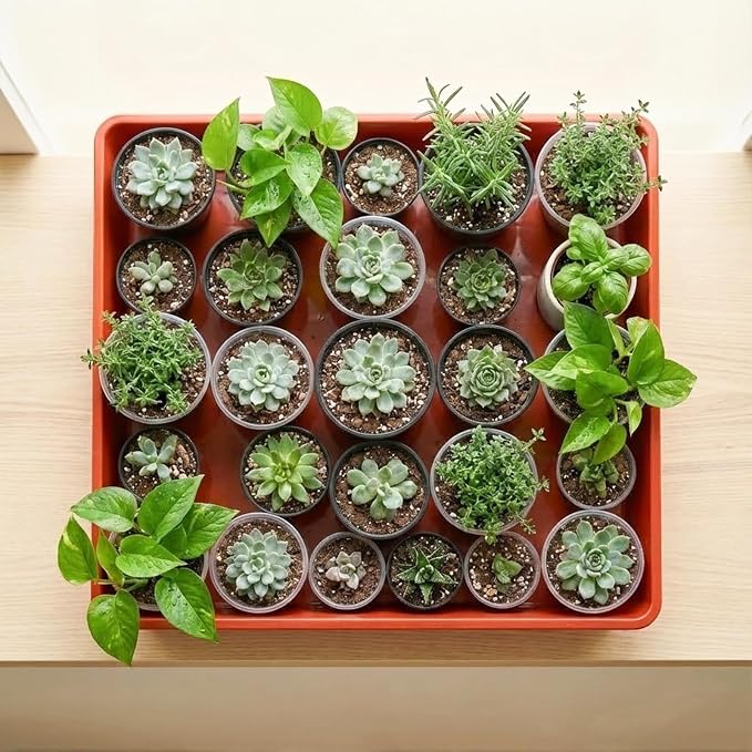 10 Pack Square Plant Saucer 6 Inches Plant Trays for Pots Plastic Square Drip Trays Flower Pot Saucers Black Planter Water Tray Plant Drainage Tray, Brick Red
