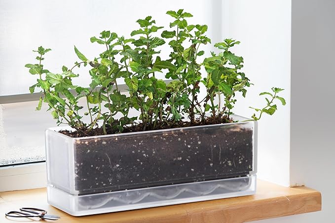 D'vine Dev 12 Inch Window Box Planter, Rectangle Acrylic Herb Planter with Drainage Holes and Saucer, Indoor Succulent Cactus Vegetable Pot for Windowsill, Garden Balcony, Clear, Set of 1, 76-X-D-1