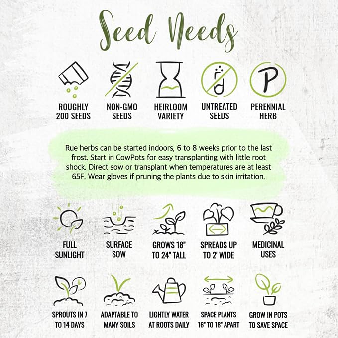 Seed Needs Rue Seeds to Plant Heirloom Non-GMO Medicinal Herbs 10 Pack