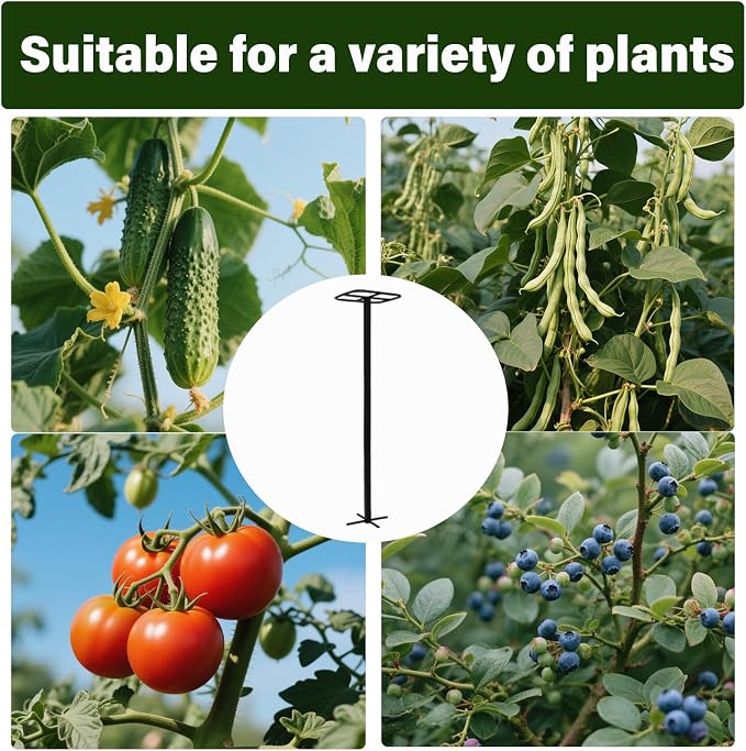 Yohsnor 2-Pack Metal Dragon Fruit Trellis - Durable Vertical Garden Support for Climbing Plants, Easy to Assemble, 12x12x50 Inches for Dragon Fruit Enthusiasts
