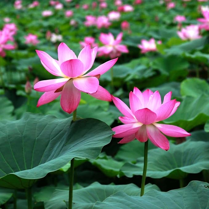 CarpetC 160+ Mixed Bowl Lotus Seeds for Planting, Nelumbo nucifera Aquatic Plant, Non-GMO Heirloom Water Lilys Flower Plant for Containers, Ponds and Water Gardens