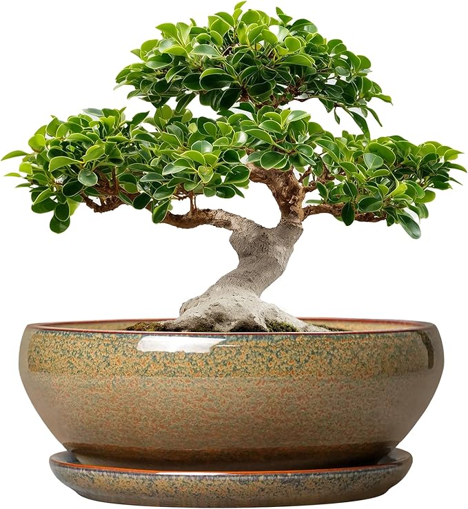 SQOWL Ceramic Bonsai Pots - 12 Inch Succulent Pots with Drainage Hole and Saucer, Large Succulent Planters, Shallow Planter Indoor Outdoor, Round Planter Bowl, Home Decor, Gift for Plant Lover, Brown