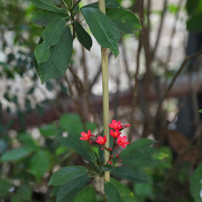 Natural Bamboo Plant Stake（6FT 15Pcs） Sturdy Bamboo Poles, Durable Plant Bamboo Stake, Garden Climbing Plant Bracket.