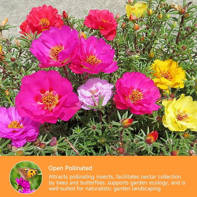 Groundio 23500+ Mixed Moss Rose Seeds, Ground Cover Flower Seeds, Heat & Drought Tolerant Heirloom Flower Seeds for Home Yard Container Gardening(Portulaca Grandiflora)