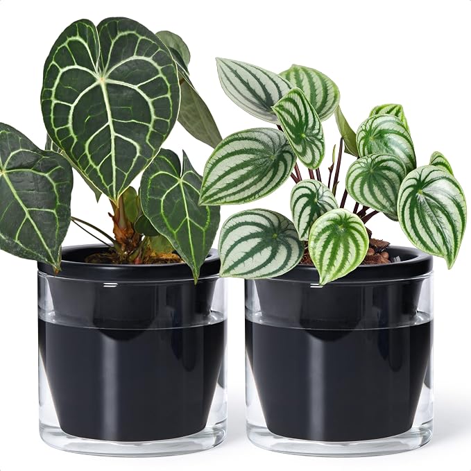 D'vine Dev 6 Inch Design Self Watering Planter for Indoor Plants, Black Terracotta Pot with Cylinder Glass Cup, Set of 2, 37-Y-B-3