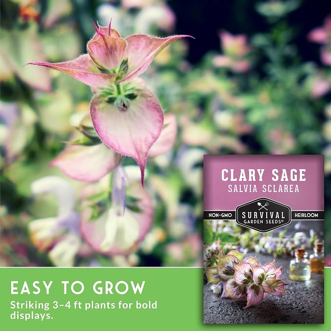 Clary Sage Seeds for Planting - Medicinal Herb for Aromatherapy & Pollinators, Fragrant Perennial Salvia Sclarea for Healing Gardens, Non-GMO Heirloom - Survival Garden Seeds (5 Packs)