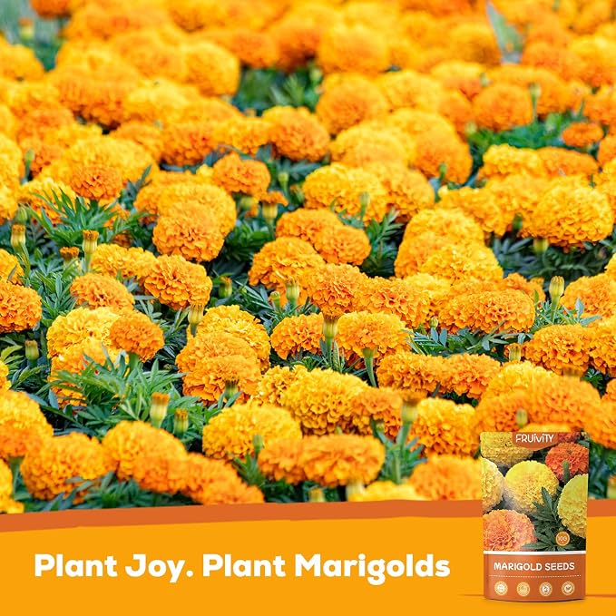 Petite Heirloom French Marigold Seeds for Planting, 400+ Flower Seeds Perennial Seed Packet,Home and Garden Easy to Grow, Indoor & Outdoor Gardening, Companion Plant & Quick Blooming