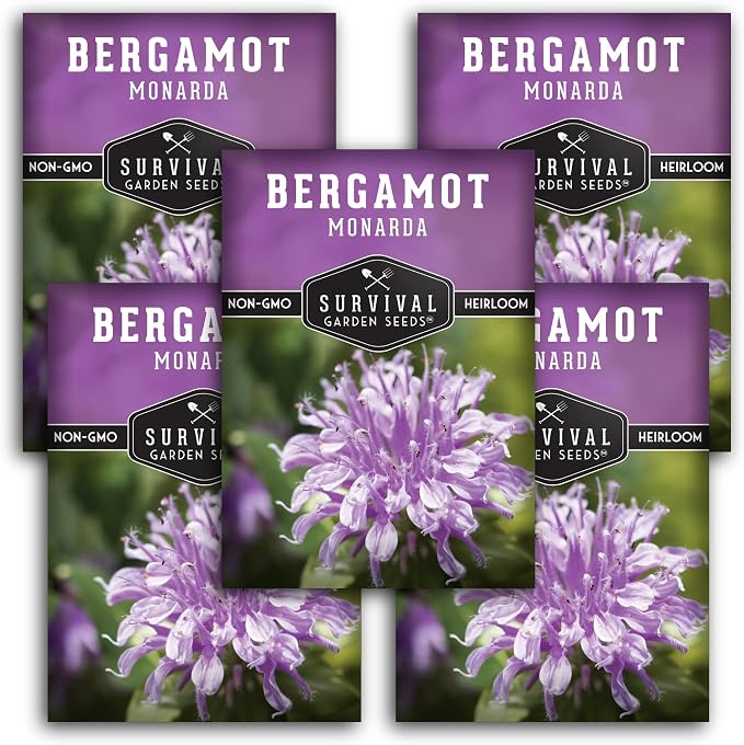 Bee Balm Seeds for Planting - Wild Bergamot Survival Garden Seeds (5 Packs) | Monarda Fistulosa - Perennial Native Wildflower & Medicinal Herb for Pollinator Gardens, Fragrant Flowers