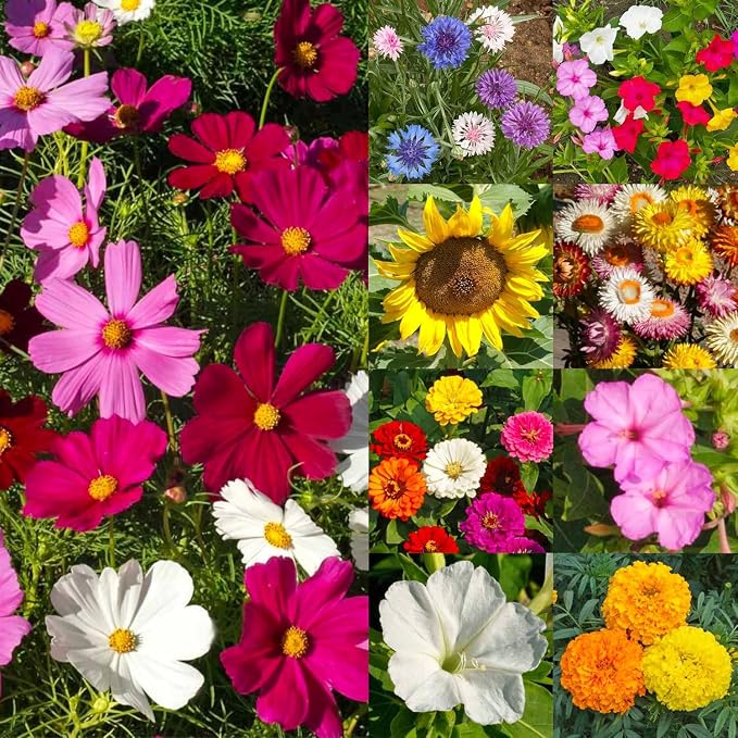 Seed Needs Garden Flower Seeds Large Blooms Mix 2 Ounce Heirloom Bulk Pack