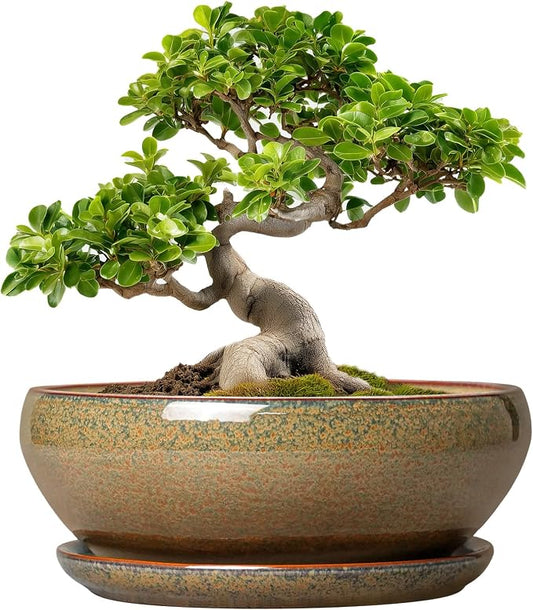 SQOWL Bonsai Planter - 10 Inch Ceramic Succulent Pots, Shallow Plant Pot Indoor with Drainage Hole and Saucer, Ceramic Bonsai Pots, Round Planter Bowl Outdoor, House Decor, Plant Lover Gifts, Brown
