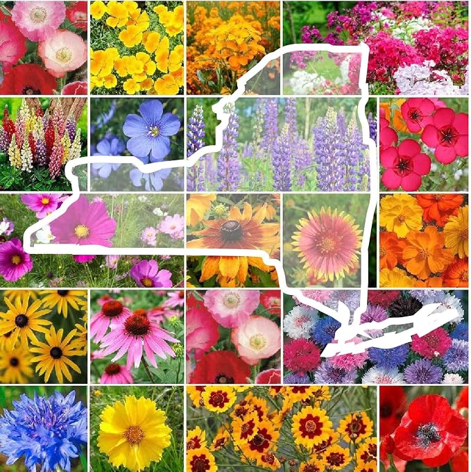 Eden Brothers New York Wildflower Mixed Seeds for Planting, 1/4 lb, 120,000+ Seeds with Coneflower, Cosmos | Attracts Pollinators, Plant in Spring or Fall, Zones