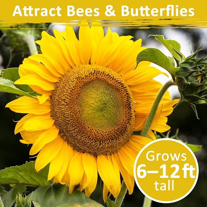 150+ Sunflower Seeds for Planting – Giant Mammoth Sunflower Seeds, Extra Tall Large Blooms, Open Pollinated, Easy to Grow Flower Seeds for Garden, Outdoor Planting & Landscaping 0.7 Oz
