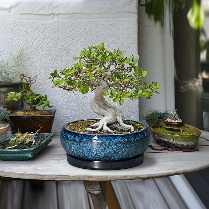 Bonsai Tree Pots 10 Inch - Ceramic Succulent Pot with Drainage Hole and Saucer, Bonsai Pots for Indoor Outdoor, Round Succulent Planter, Shallow Planter, Desk Decor, Plant Lover Gifts, Blue
