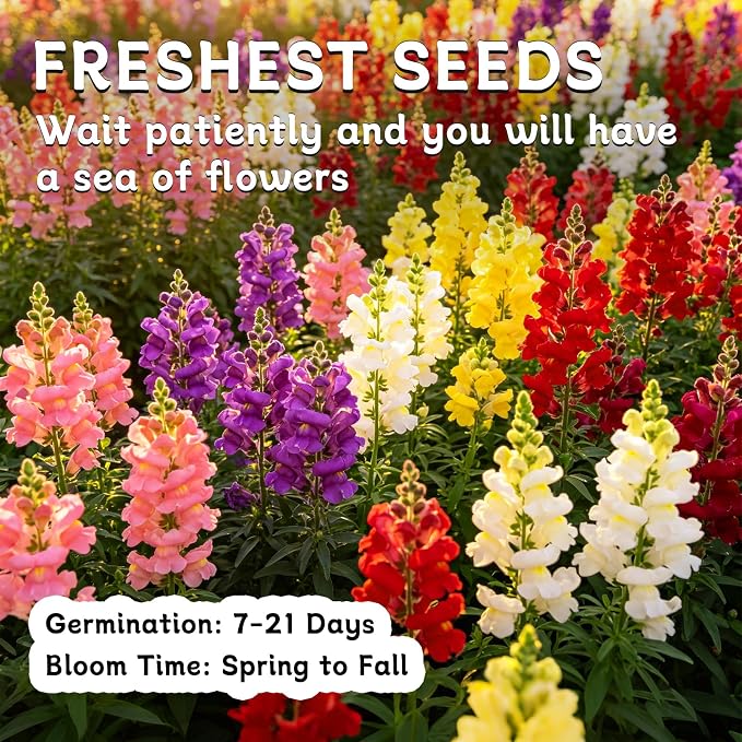 LUOJIBIE Snapdragon Seeds, 50,000+ Tetra Mix Snapdragon Seeds for Planting (Antirrhinum Majus) Fairy Bouquet Blend, Non-GMO Heirloom Annual Flower Garden Seeds Bulk for Outdoor & Indoor