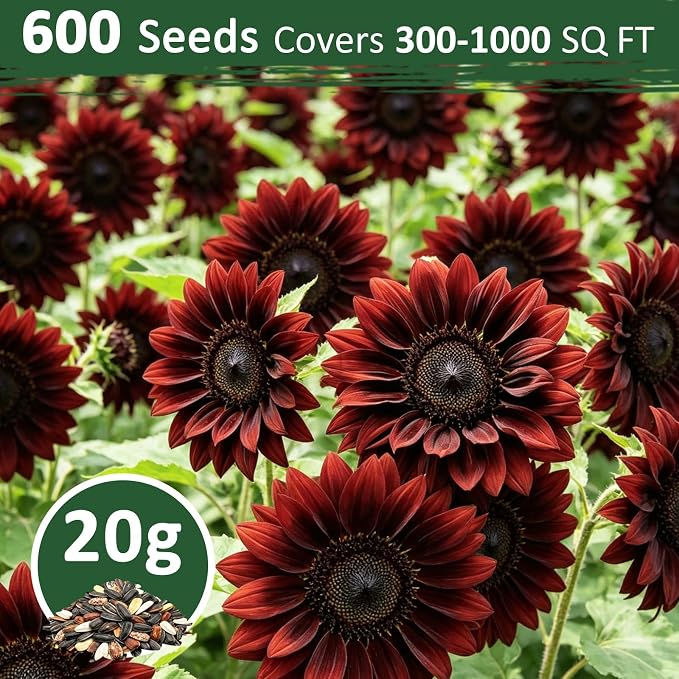 600+ Sunflower Seeds for Planting – Chocolate Cherry Sunflower Seeds, Deep Red Blooms Ornamental Variety, Open Pollinated, Easy to Grow Flower Seeds for Garden, Outdoor Planting & Landscaping 0.7 Oz