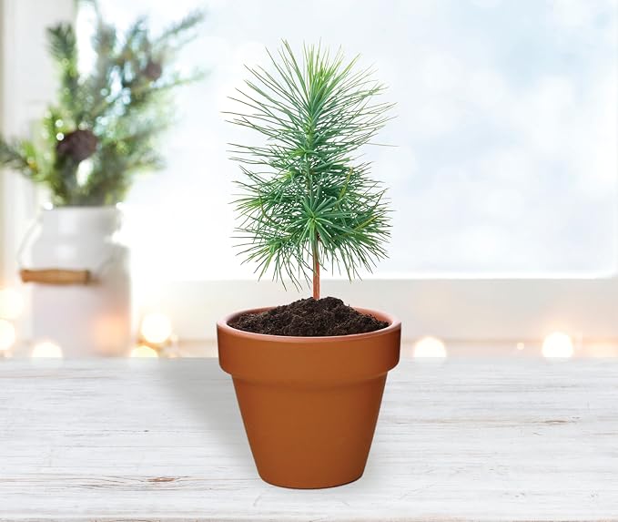 BUZZY Seeds Spruce Tree Grow Kit, Bulk 20-Pack - Mini Terracotta Pot Grow Set - Complete Indoor/Outdoor Gardening Kit with Seeds, Coconut Husk Growing Medium & Genuine Pots - 100% Grow Guarantee