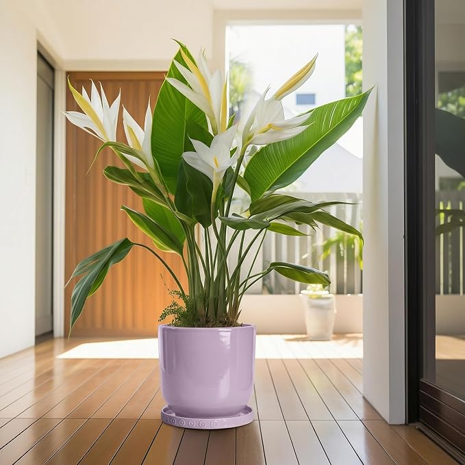 Eightpot Plant Plates to Catch Water, 9.3 Inch Plant Pot Saucers for Indoor Outdoors, Round Plants Drip Tray, Modern Ceramic Plant Saucer, Decorative Plants Dishes to Catch Water, Garden Gift, Purple