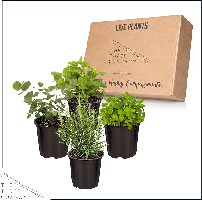Live Herb - Assortment (4 Per Pack) – Grower's Choice Varieties, Rosemary, Eucalyptus, Mint, Lemon Balm & Other Assorted Herbs, Aromatic & Health Enhancer