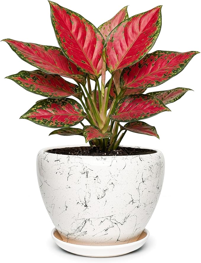7.5 Inch Ceramic Plant Pot with Drainage Hole Mesh Net,Modern Gardening Pots for Indoor Plants with Saucer, White Silk