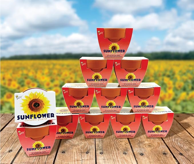 BUZZY Seeds Sunflower Grow Kit 12-Pack - Mini Terracotta Pot Grow Set - Complete Indoor/Outdoor Gardening Kit with Seeds, Coconut Husk Growing Medium & Genuine Pots - 100% Grow Guarantee