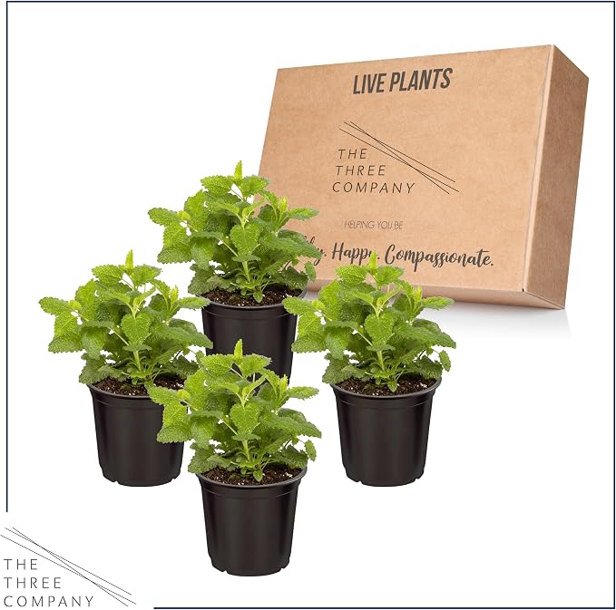 Live Herb - Lemon Balm (4 Per Pack), Aromatic and Health Enhancer, Naturally Reduces Stress and Improves Air Quality, 8" Tall by 4" Wide