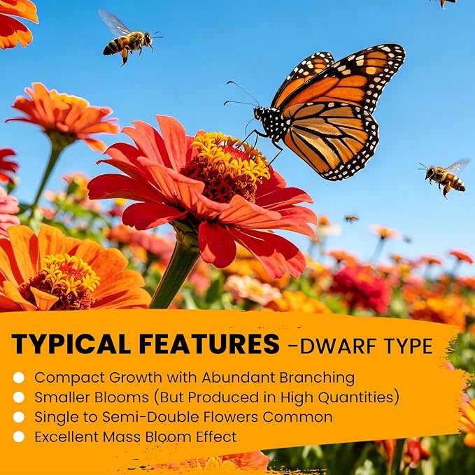 Dwarf Zinnia Seeds for 2026 Planting, 6000+ Flowers Seeds, 6 Vibrant Colors Mix & Large Bloom, Heirloom Wildflower Seeds for Pollinator Garden Outdoor Borders, Easy to Grow Annual Flowers