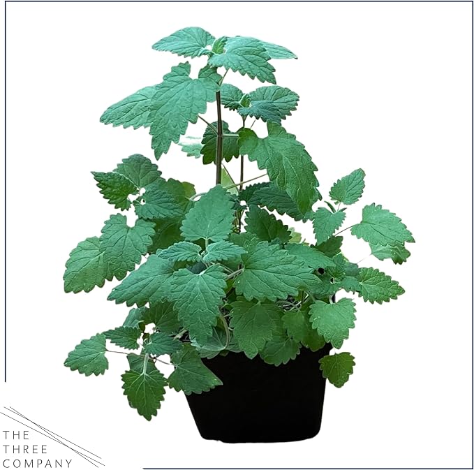 Live Herb - Catnip (Nepeta) (4 Per Pack), Aromatic and Cat Enrichment, Helps Reduce Cat Stress and Anxiety, 8" Tall by 4" Wide in 1 Pint Pot