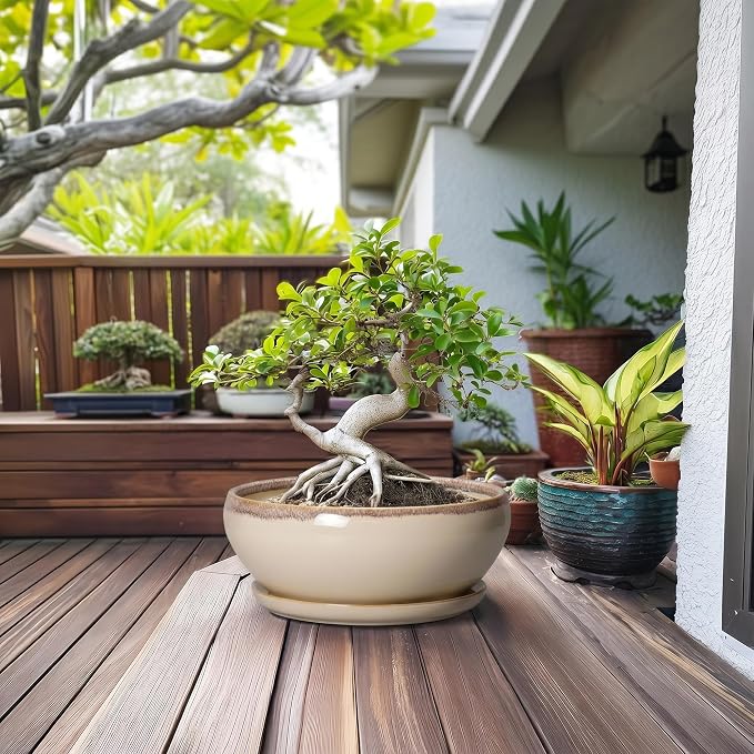 SQOWL Bonsai Pots 12 Inch - Large Ceramic Succulent Planters, Shallow Planter with Drainage Hole and Saucer, Round Bowl Planter for Indoor Outdoor Plants, Home Decor, Plant Lover Gifts, Beige