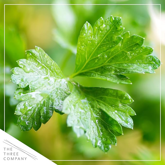 Live Herb - Parsley (4 Per Pack), Aromatic and Health Enhancer, Supports a Healthy Immune System, 8" Tall by 4" Wide