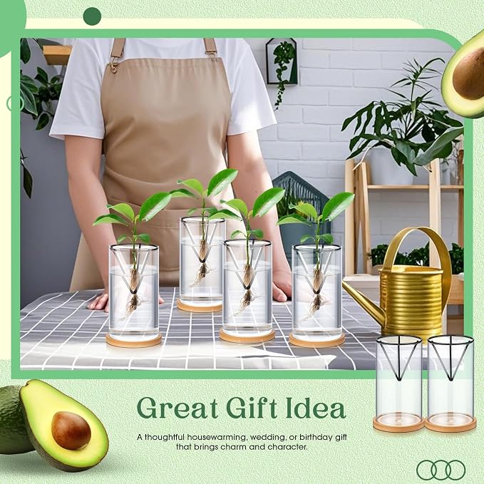 Baderke 6 Pcs Glass Avocado Tree Growing Kit Avocado Seed Starter Vase Planter Including Glass Vases with Wooden Bases and Metal Brackets for Indoor Outdoor Garden Office Decoration
