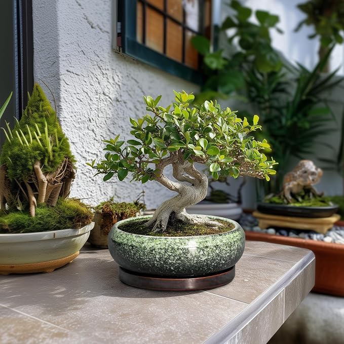 Bonsai Pots 8 Inch - Ceramic Succulent Pots with Drainage Hole and Saucer, Shallow Plant Pot for Indoor Outdoor, Bonsai Tree Pots, Round Planter Bowl, Home Decor, Gift for Plant Lover, Green