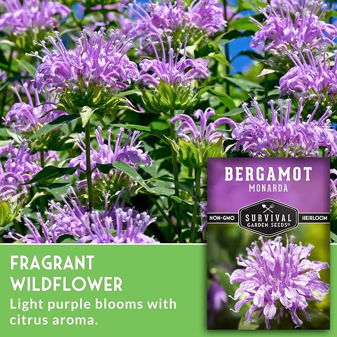 Bee Balm Seeds for Planting - Wild Bergamot Survival Garden Seeds (5 Packs) | Monarda Fistulosa - Perennial Native Wildflower & Medicinal Herb for Pollinator Gardens, Fragrant Flowers