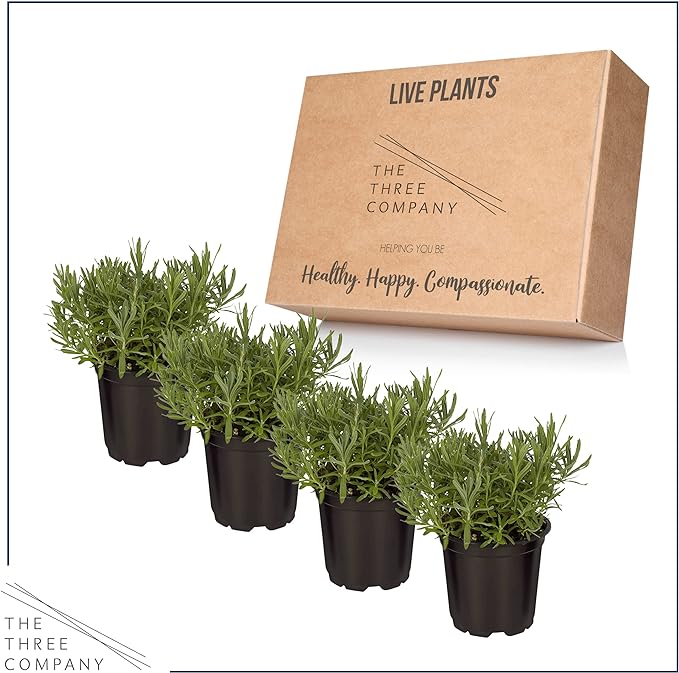 Live Herb - Lavender (4 Per Pack), Aromatic and Health Enhancer, Natural Sleep and Stress Relief, 6" Tall by 4" Wide in 1 Pint Pot