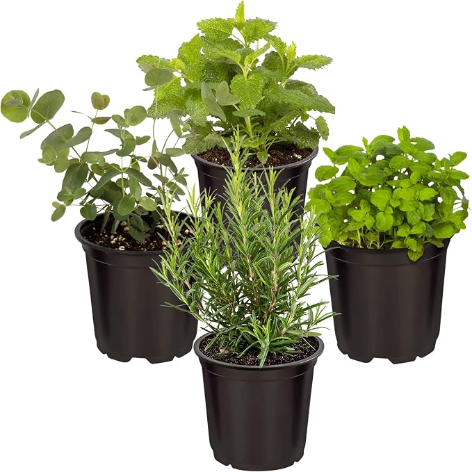 Live Herb - Assortment (4 Per Pack) – Grower's Choice Varieties, Rosemary, Eucalyptus, Mint, Lemon Balm & Other Assorted Herbs, Aromatic & Health Enhancer