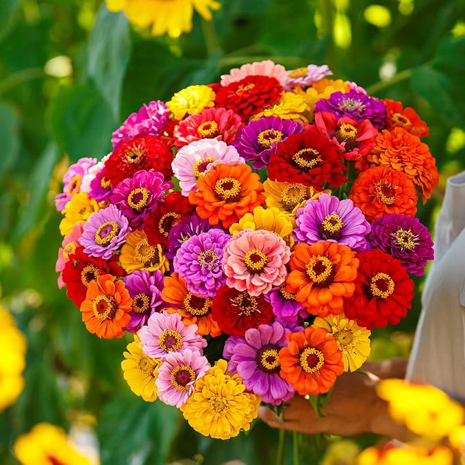 Eden Brothers California Giant Zinnia Seeds for 2026, 1/4 lb (18,000+ Seeds) - 100% Pure, No Fillers - Heirloom Non-GMO Zinnia Seed Mix, Large Blooms for Cut Flowers & Pollinator Gardens, Zones 3-10