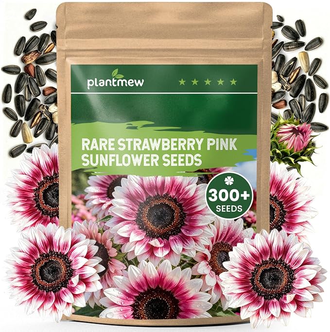 300+ Sunflower Seeds for Planting – Rare Strawberry Pink Sunflower Seeds Ornamental Blooms, Open Pollinated, Easy to Grow Flower Seeds for Garden, Outdoor Planting & Landscaping 0.35 Oz