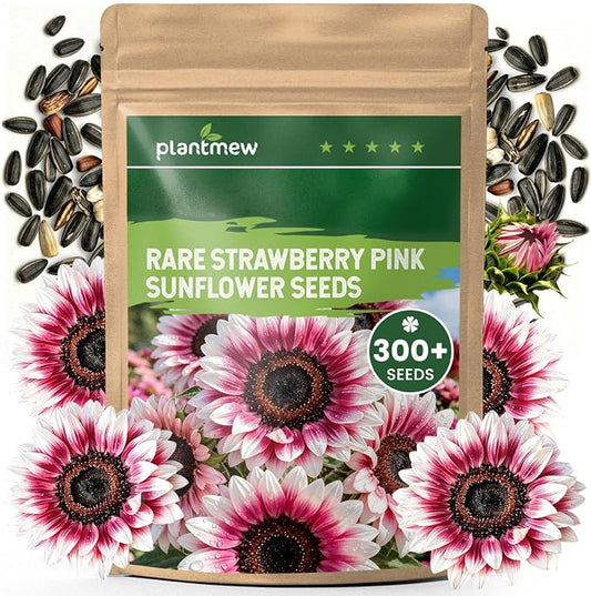 300+ Sunflower Seeds for Planting – Rare Strawberry Pink Sunflower Seeds Ornamental Blooms, Open Pollinated, Easy to Grow Flower Seeds for Garden, Outdoor Planting & Landscaping 0.35 Oz