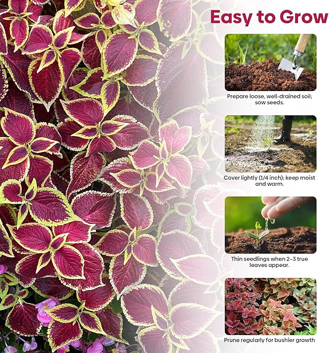 Groundio Coleus Rainbow Mix Seeds for Planting – Coleus Colorful Flower Seeds, Non-GMO Heirloom Seeds for Outdoor & Indoor Garden, Containers, Borders, Patios (Coleus scutellarioides)