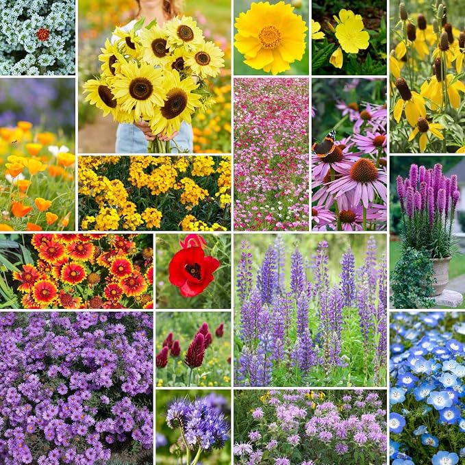 Eden Brothers The Bees Knees Pollinator Wildflower Seed Mix, 1 lb (543,000+ Seeds) - Throw and Grow - 100% Pure, No Fillers - 18-Variety Non-GMO Annual + Perennial, Covers up to 4,500 SqFt, Zones 3-10