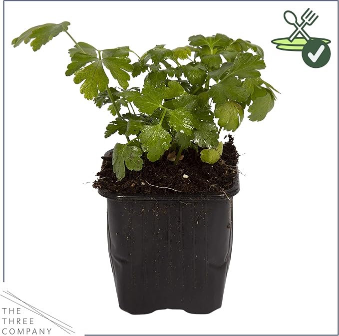 Live Herb - Parsley (4 Per Pack), Aromatic and Health Enhancer, Supports a Healthy Immune System, 8" Tall by 4" Wide
