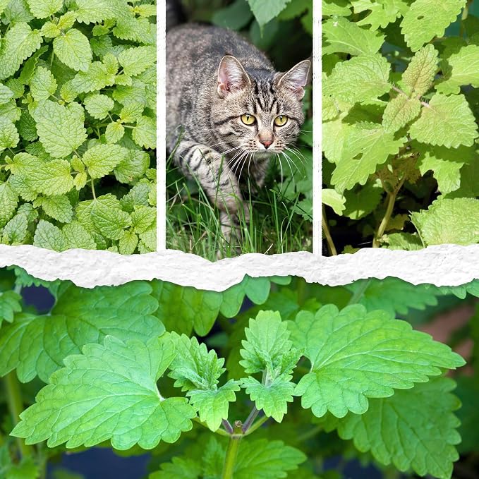 Seed Needs Catnip Seeds to Plant Heirloom Non-GMO Herbs for Cats 20 Pack