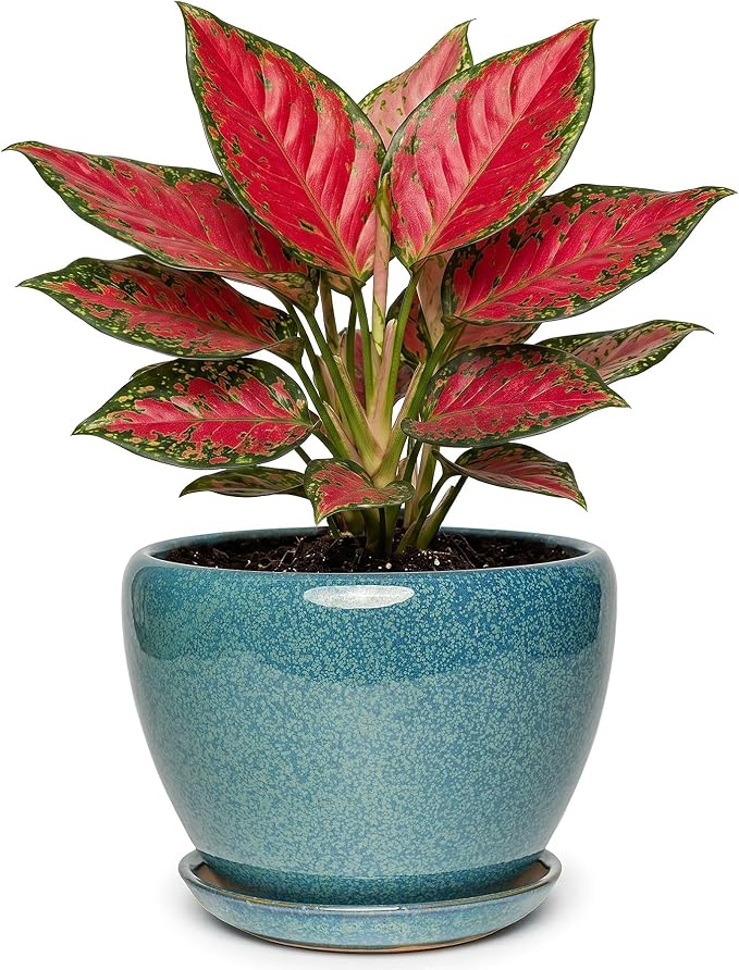 7.5 Inch Ceramic Plant Pot with Drainage Hole Mesh Net,Modern Gardening Pots for Indoor Plants with Saucer, Crackle Blue