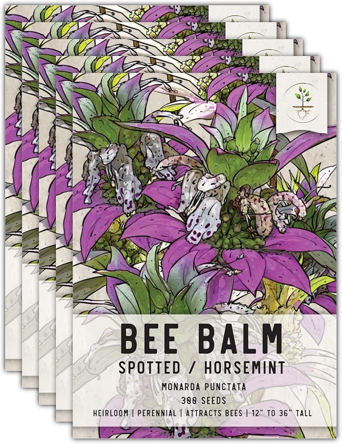 Seed Needs Spotted Bee Balm Seeds to Plant Horsemint Flowers/Herbs 5 Packs