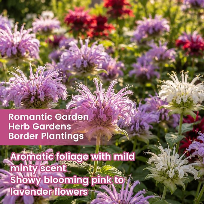 4000+ Bee Balm Seeds for Planting, Color Mix Native Wildflower Seeds, Heirloom & Open Pollinated Perennial Flower Seeds to Plant Outside Flower Herb Garden