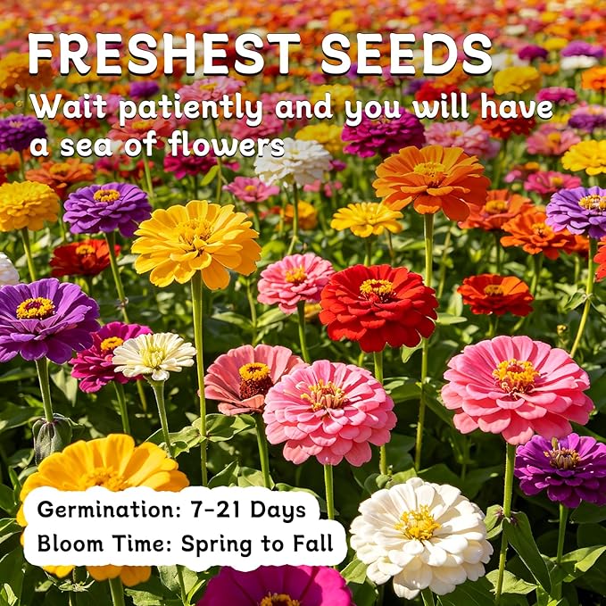 LUOJIBIE Zinnia Seeds for 2026, 15,000+ California Giant Zinnia Seeds Bulk, Double Dahlia Zinnia Mixed Color Seeds, Flower Seeds for Planting Outdoor Garden, Non-GMO Heirloom, Easy to Grow